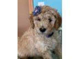 Goldendoodle Puppy for sale in Marion, IA, USA