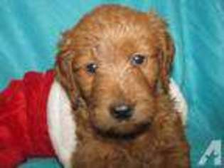 Goldendoodle Puppy for sale in CUERO, TX, USA