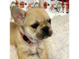 French Bulldog Puppy for sale in Orange City, FL, USA