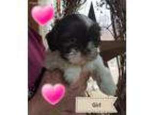 Mutt Puppy for sale in Morgantown, WV, USA