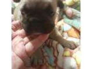 French Bulldog Puppy for sale in Princeton, KY, USA