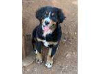 Bernese Mountain Dog Puppy for sale in Shelby, NC, USA