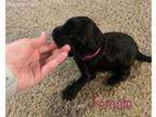 Labradoodle Puppy for sale in Judsonia, AR, USA