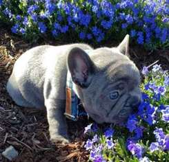French Bulldog Puppy for sale in Smithfield, OH, USA