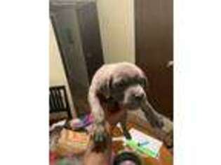 Cane Corso Puppy for sale in Jackson, MI, USA