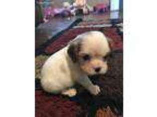 Cavalier King Charles Spaniel Puppy for sale in Cartersville, GA, USA