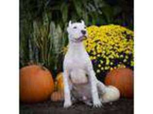 Dogo Argentino Puppy for sale in San Diego, CA, USA