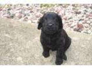 Labradoodle Puppy for sale in Marion, OH, USA