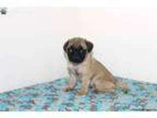 Pug Puppy for sale in Spring Mills, PA, USA