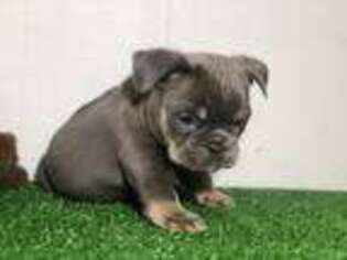 Bulldog Puppy for sale in Uniondale, NY, USA