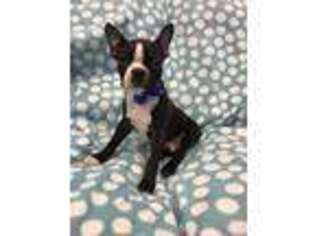 Boston Terrier Puppy for sale in Archbold, OH, USA