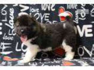 Akita Puppy for sale in Springfield, MO, USA