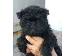 Affenpinscher Puppy for sale in Bronx, NY, USA