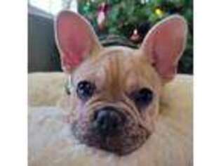 French Bulldog Puppy for sale in Caddo Mills, TX, USA