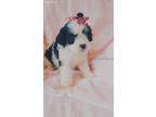 Cavachon Puppy for sale in Loogootee, IN, USA