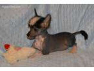 Chinese Crested Puppy for sale in Collins, GA, USA