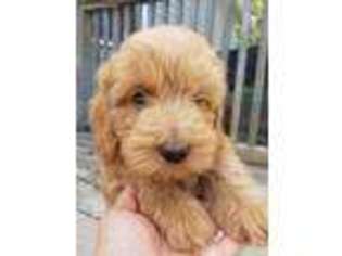 Labradoodle Puppy for sale in Jacksonville, NC, USA
