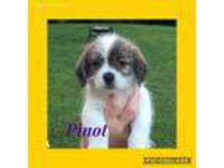 Mutt Puppy for sale in Leesport, PA, USA