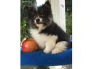 Pomeranian Puppy for sale in Stockton, CA, USA