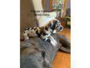 Great Dane Puppy for sale in Alexandria, MN, USA