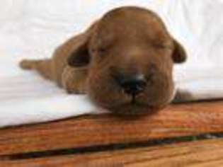 Golden Retriever Puppy for sale in Valdosta, GA, USA