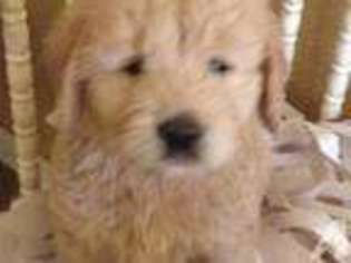 Goldendoodle Puppy for sale in LINDENHURST, NY, USA