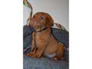 Labrador Retriever Puppy for sale in Constantia, NY, USA