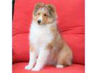 Shetland Sheepdog Puppy for sale in Los Angeles, CA, USA