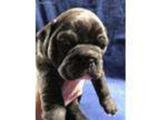 Olde English Bulldogge Puppy for sale in Bellville, OH, USA
