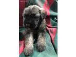 Mutt Puppy for sale in Outlook, WA, USA