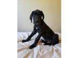 Great Dane Puppy for sale in Corpus Christi, TX, USA