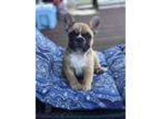 French Bulldog Puppy for sale in Gaffney, SC, USA