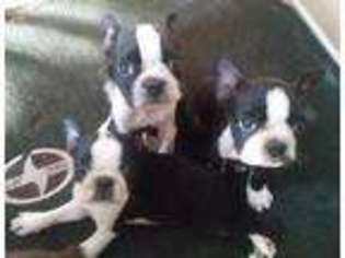 Boston Terrier Puppy for sale in Sylmar, CA, USA