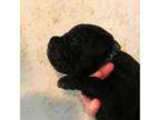 Cane Corso Puppy for sale in Waldport, OR, USA