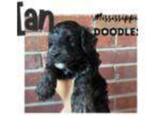 Mutt Puppy for sale in Caledonia, MS, USA