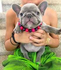 French Bulldog Puppy for sale in Key West, FL, USA