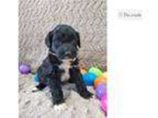 Portuguese Water Dog Puppy for sale in Bloomington, IN, USA