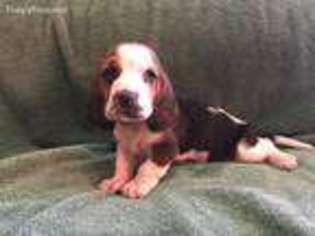 Basset Hound Puppy for sale in Salt Lake City, UT, USA