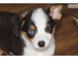 Miniature Australian Shepherd Puppy for sale in Moses Lake, WA, USA