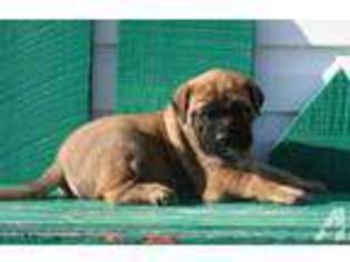 Mastiff Puppy for sale in MARSHFIELD, MO, USA