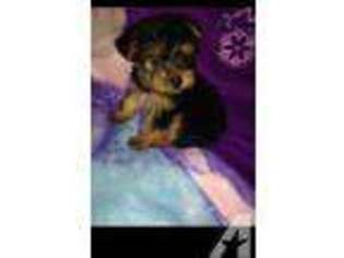 Yorkshire Terrier Puppy for sale in ALVIN, TX, USA