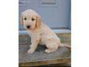 Goldendoodle Puppy for sale in Bradleyville, MO, USA
