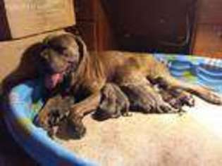 Cane Corso Puppy for sale in Easley, SC, USA