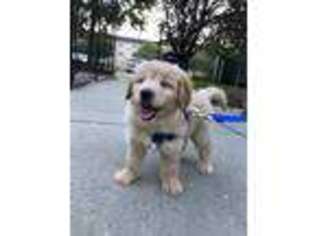 Goldendoodle Puppy for sale in Bethlehem, PA, USA