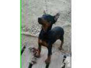 Doberman Pinscher Puppy for sale in TALCO, TX, USA