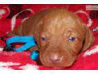 Vizsla Puppy for sale in Victoria, TX, USA