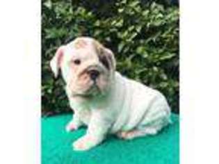 Bulldog Puppy for sale in Blakeslee, PA, USA