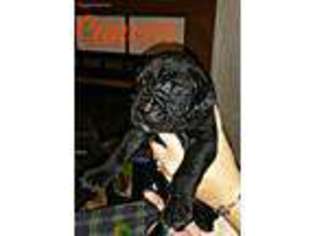 Cane Corso Puppy for sale in Haysville, KS, USA