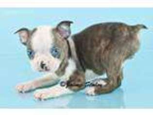 Boston Terrier Puppy for sale in East Sparta, OH, USA