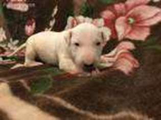 Bull Terrier Puppy for sale in Monroe, WA, USA